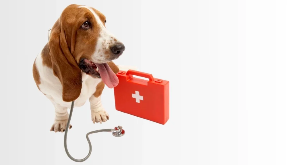 Bassett Hound with first aid kit and stetescope