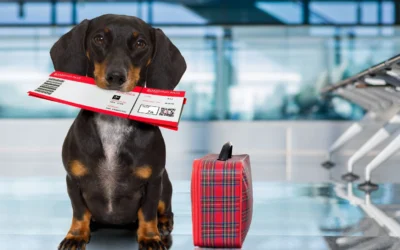 Traveling by Air With Your Pet