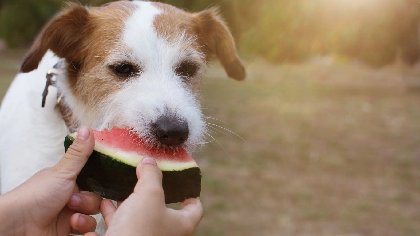 Terrier eating watermelon