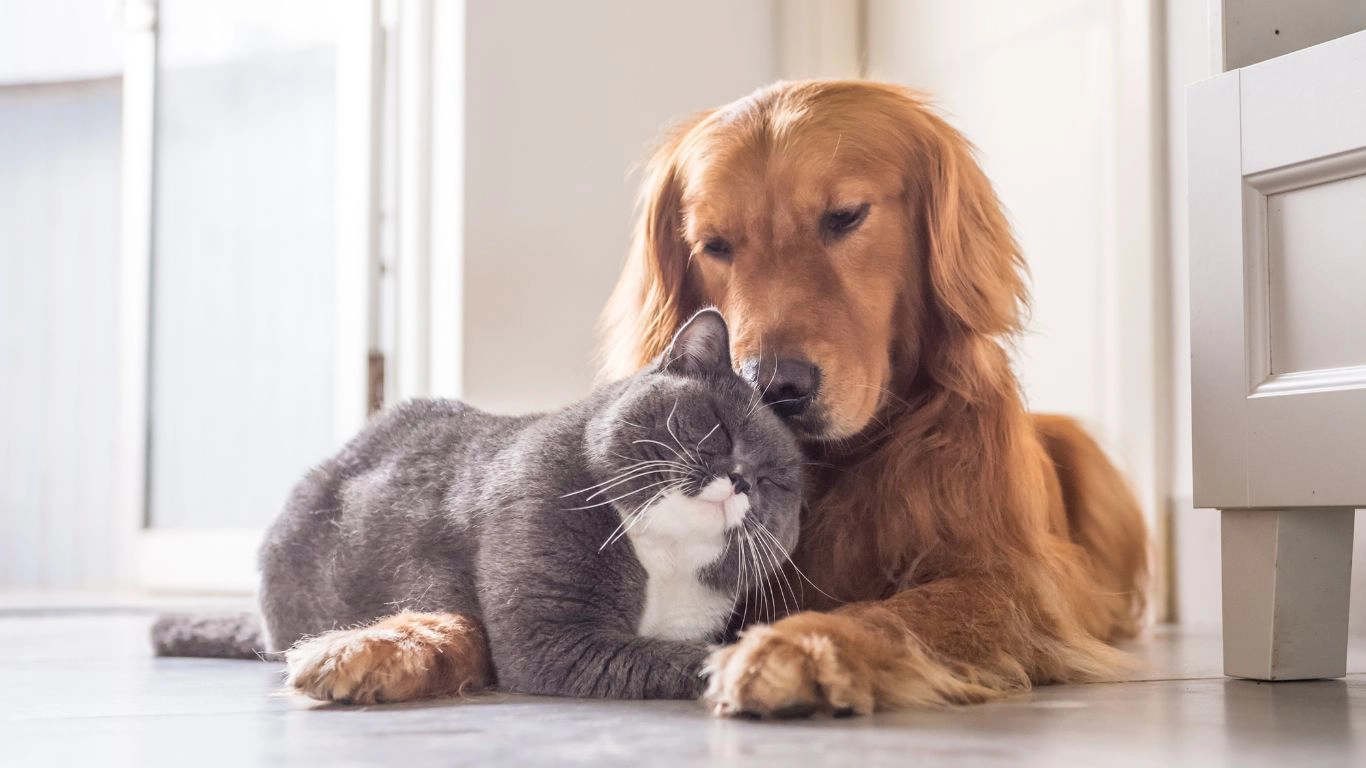 Old Golden Retriever lying on floor with a grey and white cat lying on the dog's paws.
